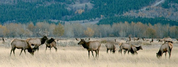 Waterton Elk