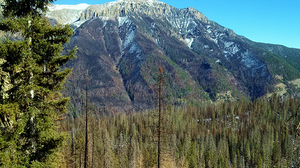 Waterton Elk